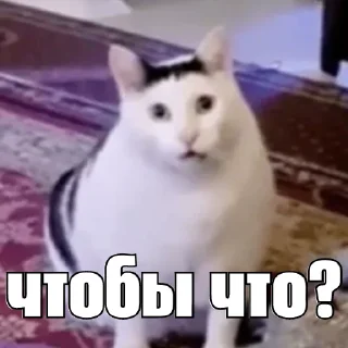 Sticker kot_sogl - 7