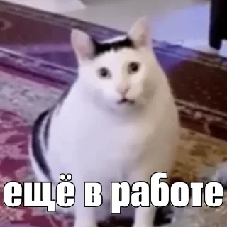 Sticker kot_sogl - 1