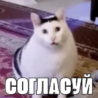 Sticker kot_sogl - 11