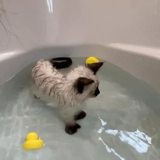 Стикер котаны - 1