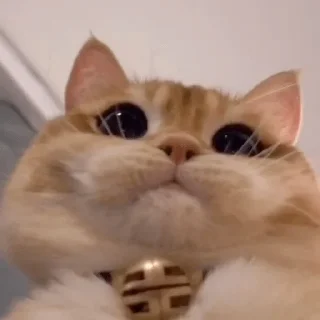 Стикер котаны - 3