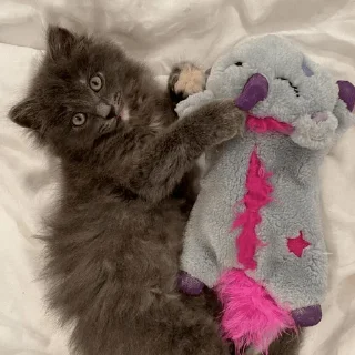 Стикер котаны - 5