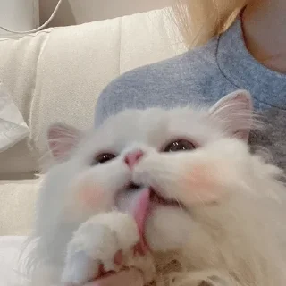 Стикер котаны - 6