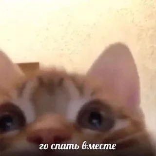 Стикер котаны - 4