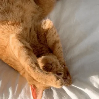 Стикер котаны - 11