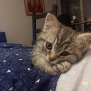 Стикер котаны - 2