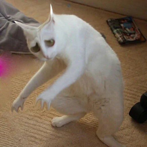 animal mammal small to medium-sized cats