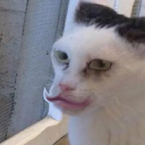 mammal animal domestic cat