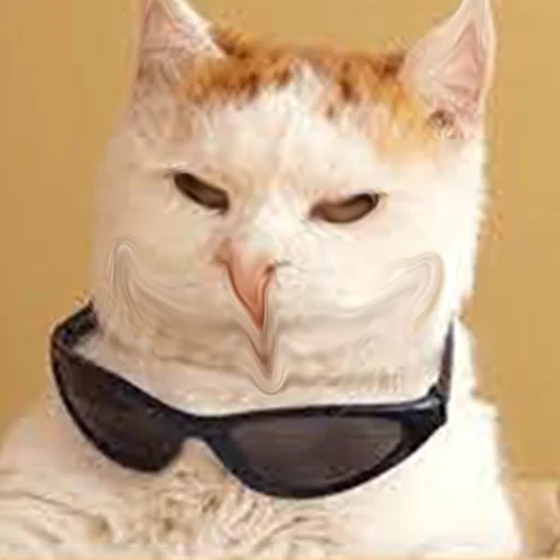 cat animal small to medium-sized cats