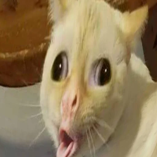 mammal animal small to medium-sized cats