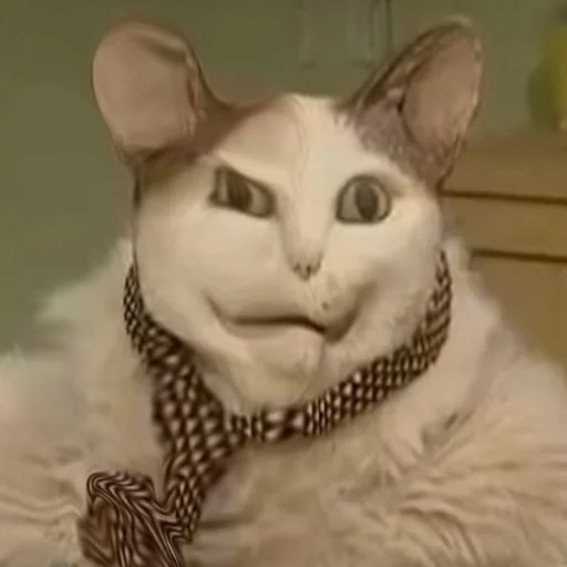 small to medium-sized cats indoor felidae