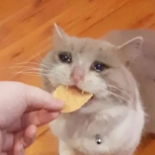 mammal small to medium-sized cats person