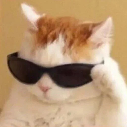 cat sunglasses goggles