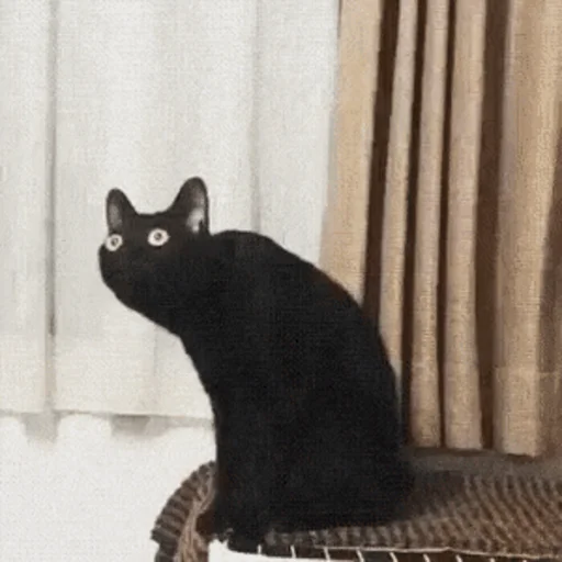 small to medium-sized cats felidae black cat