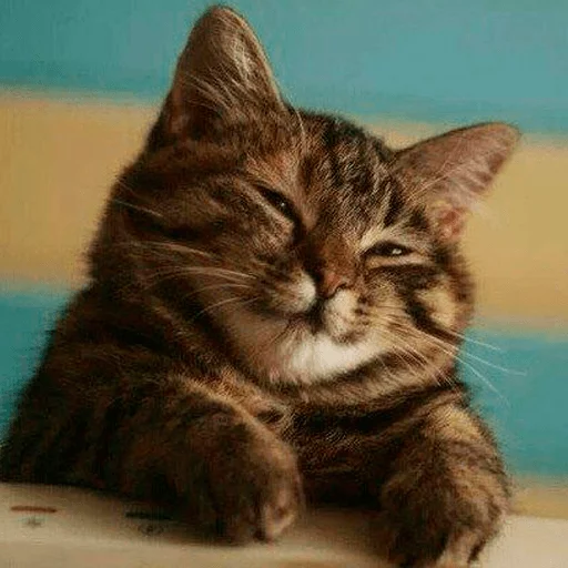 животное млекопитающее кошка