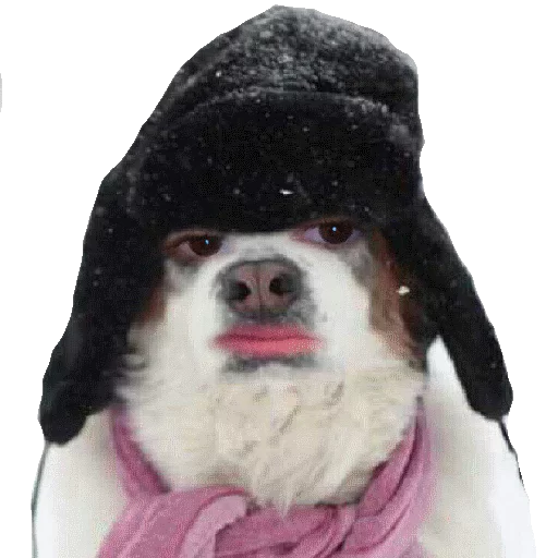 млекопитающее собака ношение