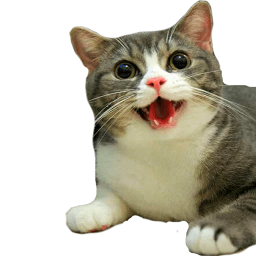 млекопитающее животное кошка