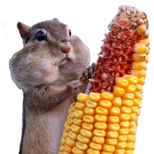грызун кукуруза на початках зерна кукурузы