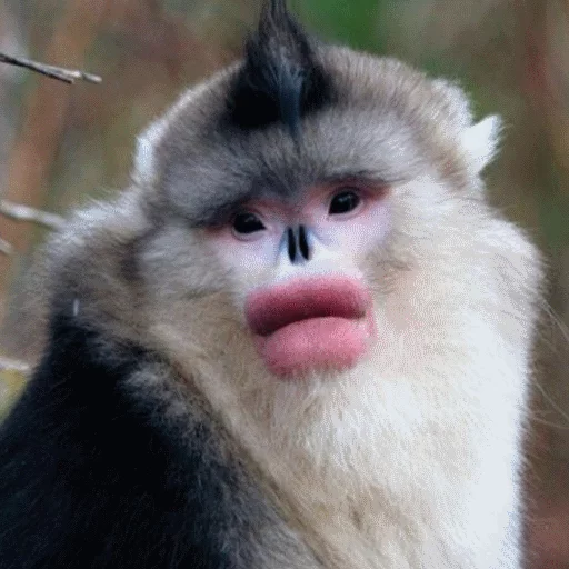 животное млекопитающее обезьяна