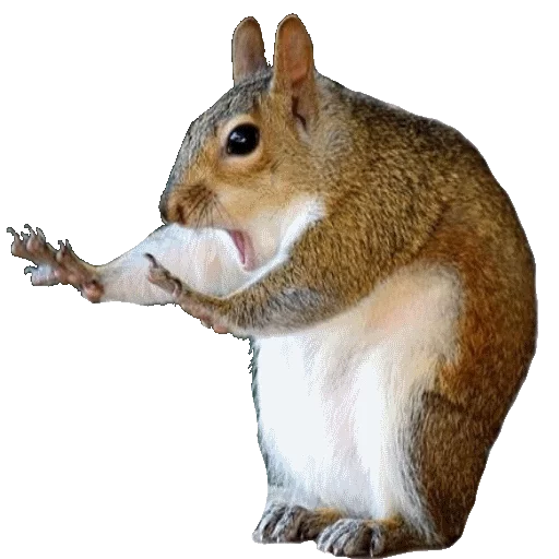 animal mammal squirrel