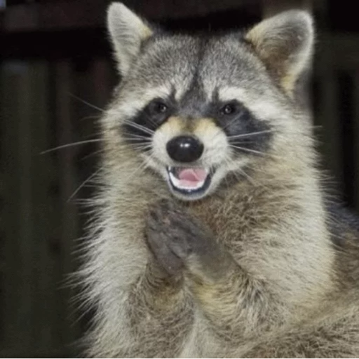 animal mammal raccoon