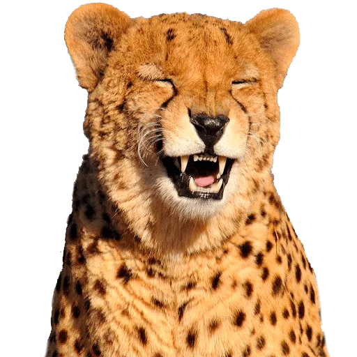 animal mammal cheetah