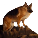 koteyki - млекопитающее