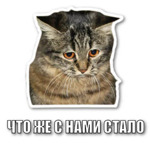 Sticker котэпак - 6