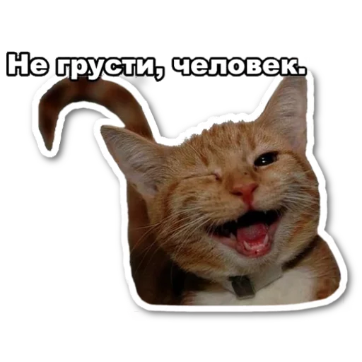 Sticker котэпак - 5