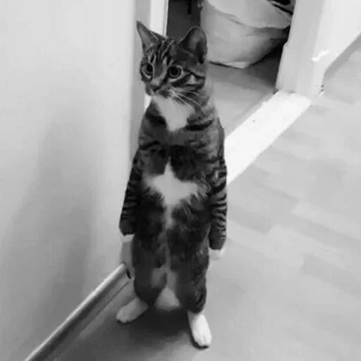 Котейки @anime4_arts - 