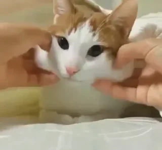 Sticker Котейки @anime4_arts - 8