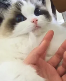 Sticker Котейки @anime4_arts - 6