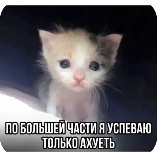 Стикер koteki33332 - 1