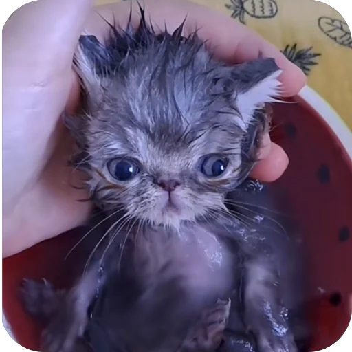 Sticker koteki33332 - 1