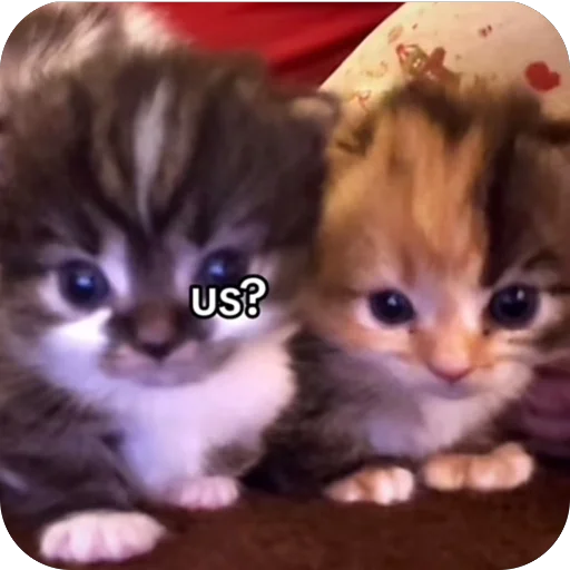 Sticker koteki33332 - 1