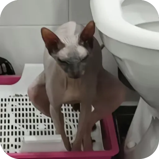 Стикер koteki33332 - 1