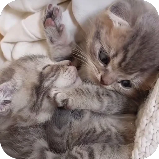 Sticker koteki33332 - 1