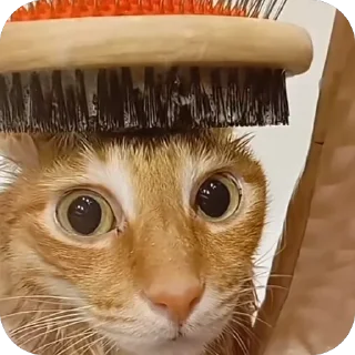 Sticker котеки:3333 - 0