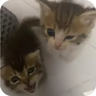 Sticker котеки:3333 - 1