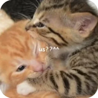 Sticker котеки:3333 - 7