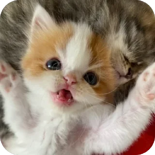 Sticker котеки:3333 - 10