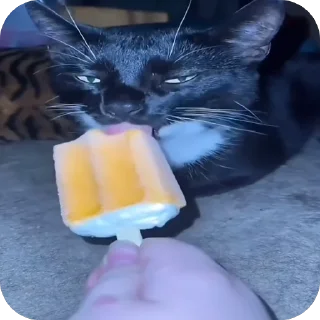 Sticker котеки:3333 - 5