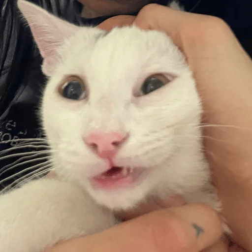 Sticker катенок - 11