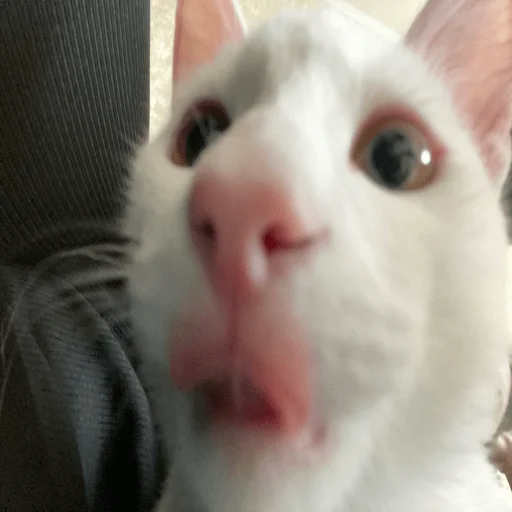 Sticker катенок - 10