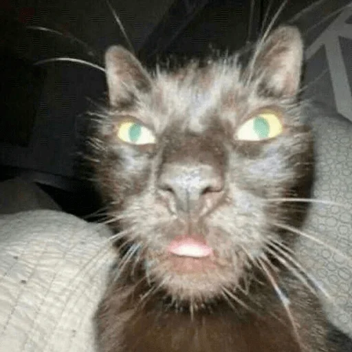 Sticker катенок - 8