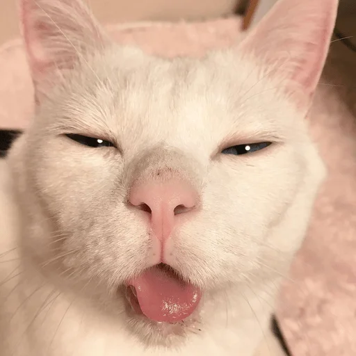 Sticker катенок - 6