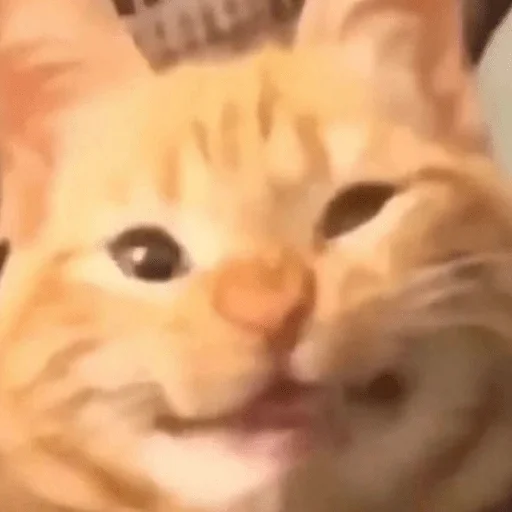 Sticker катенок - 4