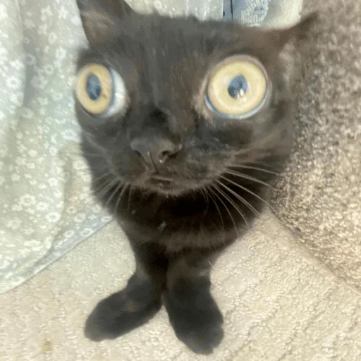 Sticker катенок - 3