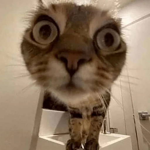 Sticker катенок - 2