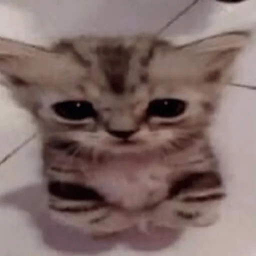 Sticker катенок - 1